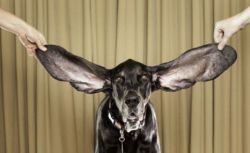 Harbor, cainele cu cele mai lungi urechi din lume