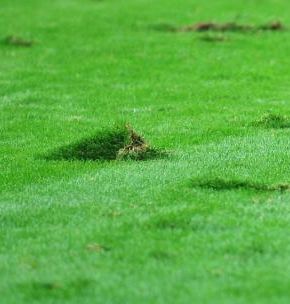 Meciul Steaua - Schalke 04 se va juca la Cluj