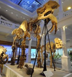 Muzeul Antipa a fost redeschis, dupa doi ani de renovare