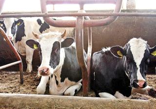 Vacile pierdute in calculator de APIA vor fi priponite de gardul Ministerului Agriculturii