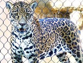 Moartea jaguarului Bety de la Zoo Baneasa provoaca un dosar penal