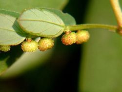 Protejati-va ficatul de Sarbatori