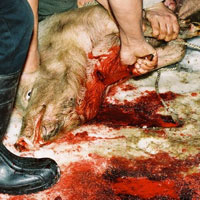 ANSVSA a dat chix cu asomarea porcilor