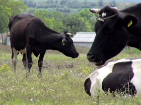 Referendum la Snagov pentru construirea unui circuit Grand Prix pe islazul comunal