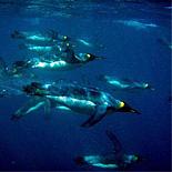 Incalzirea globala ameninta pinguinii regali din Antarctica