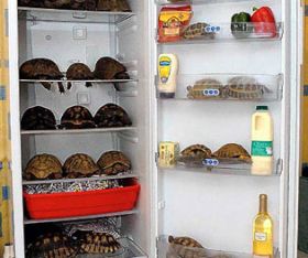 Broste testoase puse la hibernat, in frigider