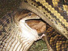 Un piton a urmarit si inghitit un caine in fata stapanilor