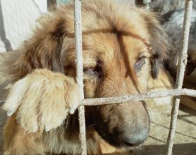 Talharie cu violenta la Bistrita: Un caine i-a furat banii de pensie