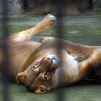 Leoaica Elsa avea cancer mamar in faza terminala