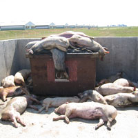 Americanii de la Smithfield vor despagubiri de la statul roman