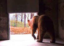 Miza imobiliara uriasa: 18 gradini zoologice vor fi inchise