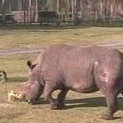 Charly este cel mai varstnic rinocer in captivitate