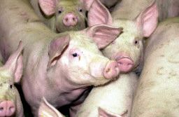 Comisia Europeana trimite vaccinuri pentru pesta porcina din Timis