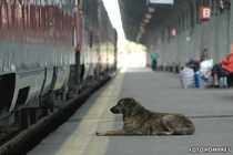 Maidanezii luati de hingheri inaintea summit-ului NATO se intorc pe strazi