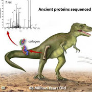 Cercetatorii confirma ca Tyrannosaurus Rex a evoluat in pasarile de azi