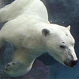 Ursul polar nu a fost declarat specie amenintata in Canada