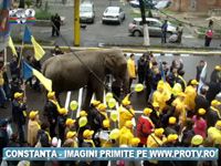 Dupa micii electorali, se poarta elefantul de campanie!