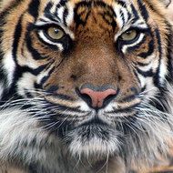 Expertii avertizeaza ca tigrii din India sunt pe cale de disparitie