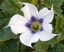 Mutatiile genetice - istoric, cauze, consecinte