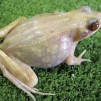 O proteina descoperita in corpul broastelor ar putea ajuta la refacerea muschiului cardiac