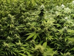 Marijuana are efecte psihotrope din ce in ce mai puternice