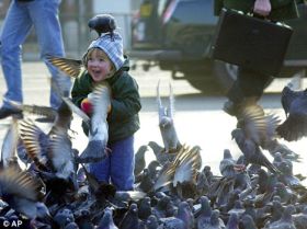Porumbeii, mai inteligenti decat un copil de trei ani