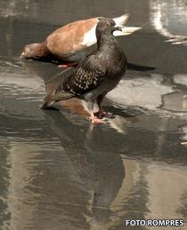 Incepe canicula. Temperaturi de peste 35 de grade saptamana viitoare