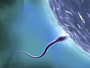 Terapia celulara, o noua sansa pentru barbatii cu probleme de fertilitate