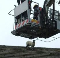 Nu e banc! O oaie s-a urcat pe acoperisul unei cladiri cu doua etaje