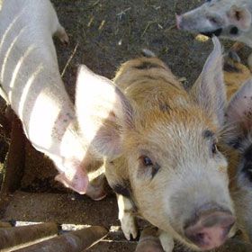 Smithfield, in culpa: 14 ferme de porci din Timis functioneaza fara autorizatie sanitara