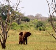 Elefantii africani ar putea disparea de pe glob pana in 2020