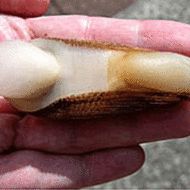 Molusca care te anunta inainte sa te imbolnavesti a fost descoperita de un cuplu de cercetatori britanici