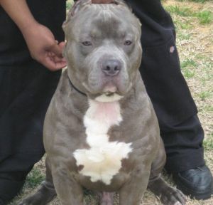 Hotie la Navodari. Pitbull special dresat sa fure de pe plaja