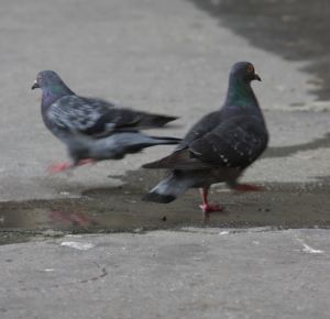 Un porumbel a fost arestat in Bosnia pentru trafic de heroina