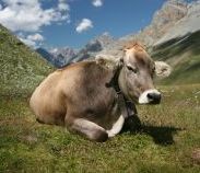 Taranul devenit Erou al Ucrainei pentru ca si-a pus vacile sa asculte Mozart