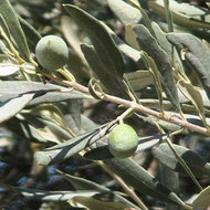 Frunzele de maslin au proprietati antihipertensive si de reducere a colesterolului