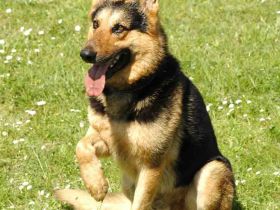 Premiera: Cei mai buni caini politisti din Europa vin in Romania