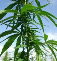 Canabis plantat in fata sediului Guvernului de la Sofia