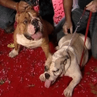 Casatorie intre 100 de caini oficiata intr-un mall din New Delhi