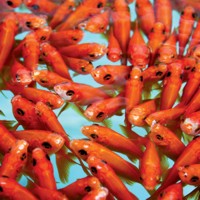 Pestii sunt la fel de inteligenti ca mamiferele