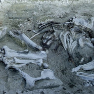 Scheletul de mastodont descoperit in Covasna va fi transportat la sediul minei din Baraolt