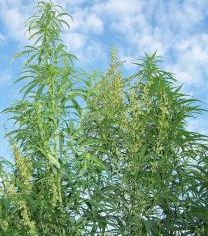 La Vama Veche, canabisul creste pe marginea drumului