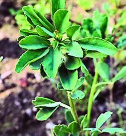 Schinduful previne bolile cardiovasculare