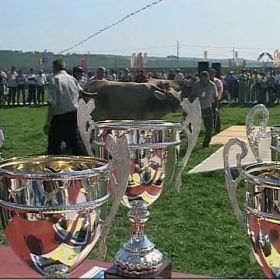 Miss Vaca, castigatoarea expozitiei zootehnice din Vaslui, da 10.000 de litri de lapte anual