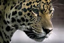 Un jaguar a scapat din cusca la Gradina Zoologica din Targu Mures