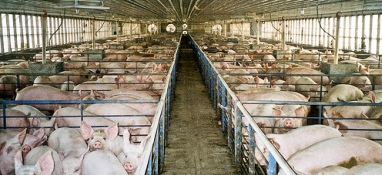 Ajutoare la ferme de porci 