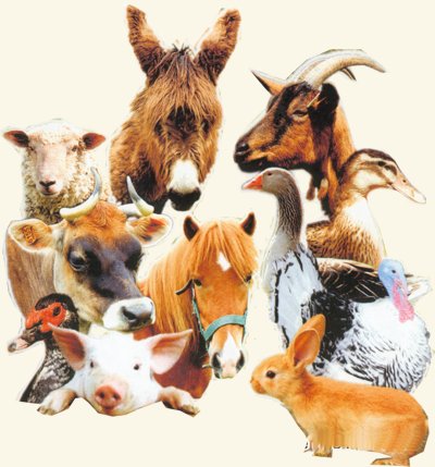 Muncitori ferme,muncitori zootehnie