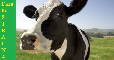 Ferme de animale munca in strainatate,calarasi