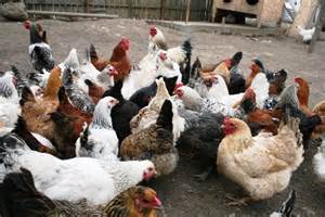 Ingrijitori pasari de curte