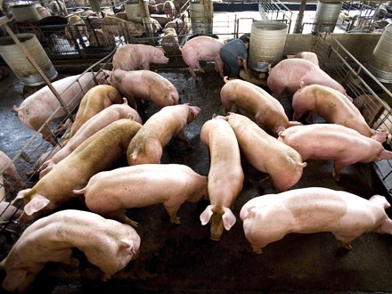 Ajutoare in ferme